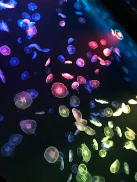 すみだ水族館に投稿された画像（2020/11/2）