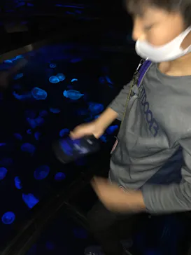すみだ水族館に投稿された画像（2020/11/2）