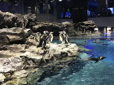 すみだ水族館に投稿された画像（2020/11/3）