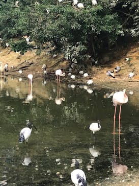 ネオパークオキナワに投稿された画像（2020/11/3）