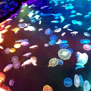 すみだ水族館に投稿された画像（2020/11/3）