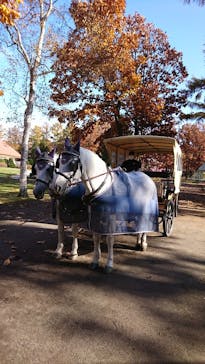 ノーザンホースパークに投稿された画像（2020/11/3）