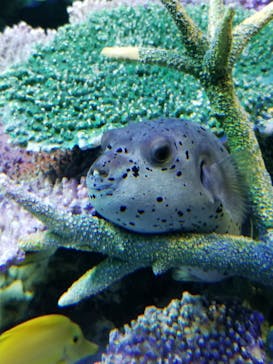 サンシャイン水族館に投稿された画像（2020/11/3）