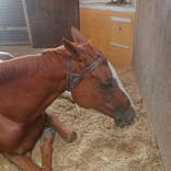 ノーザンホースパークに投稿された画像（2020/11/3）