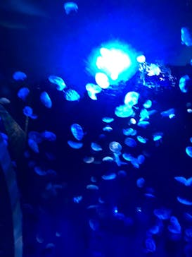 サンシャイン水族館に投稿された画像（2020/11/3）