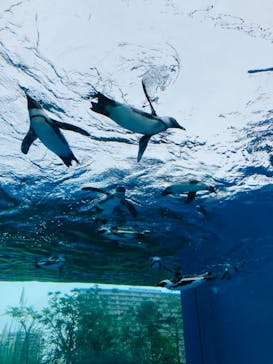 サンシャイン水族館に投稿された画像（2020/11/3）
