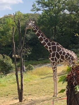 天王寺動物園に投稿された画像（2020/11/3）