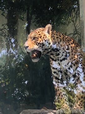 天王寺動物園に投稿された画像（2020/11/3）