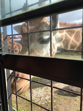 那須サファリパークに投稿された画像（2020/11/3）