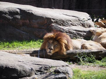 天王寺動物園に投稿された画像（2020/11/3）