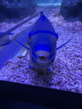 すみだ水族館に投稿された画像（2020/11/3）