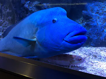 すみだ水族館に投稿された画像（2020/11/3）