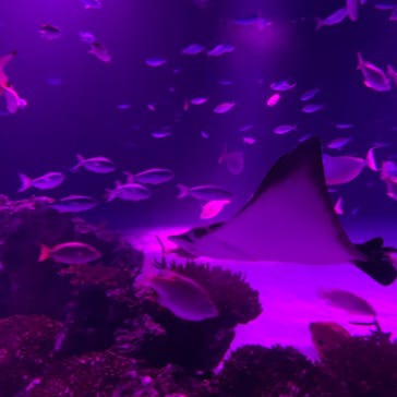 サンシャイン水族館に投稿された画像（2020/11/3）