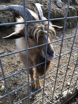 しろとり動物園に投稿された画像（2020/11/3）