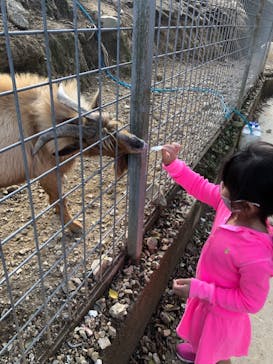 しろとり動物園に投稿された画像（2020/11/3）