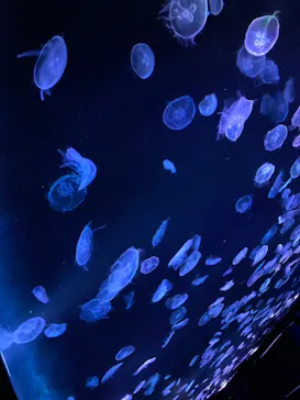 すみだ水族館に投稿された画像（2020/11/3）