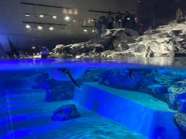 すみだ水族館に投稿された画像（2020/11/3）