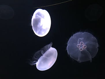 サンシャイン水族館に投稿された画像（2020/11/3）