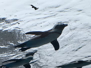 サンシャイン水族館に投稿された画像（2020/11/3）