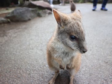 伊豆シャボテン動物公園に投稿された画像（2020/11/3）