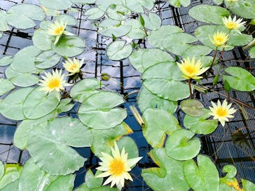 熱川バナナワニ園に投稿された画像（2020/11/3）