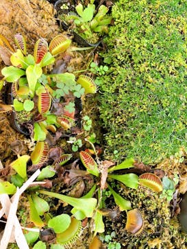 熱川バナナワニ園に投稿された画像（2020/11/3）