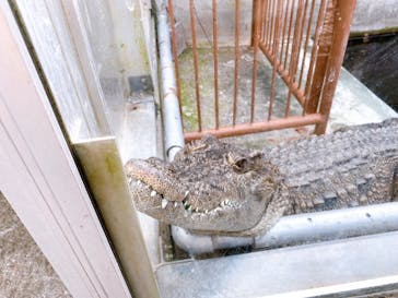 熱川バナナワニ園に投稿された画像（2020/11/3）