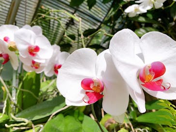 熱川バナナワニ園に投稿された画像（2020/11/3）