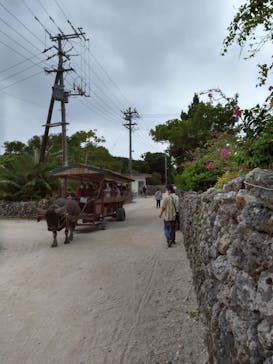 石垣島ドリーム観光に投稿された画像（2020/11/3）