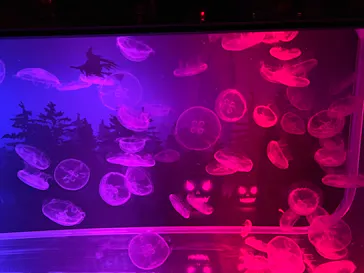 すみだ水族館に投稿された画像（2020/11/3）