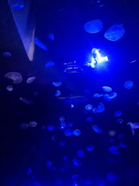 サンシャイン水族館に投稿された画像（2020/11/3）