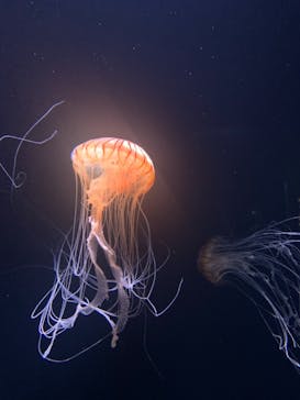 サンシャイン水族館に投稿された画像（2020/11/3）