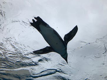 サンシャイン水族館に投稿された画像（2020/11/3）