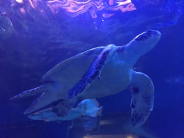 しながわ水族館に投稿された画像（2020/11/3）