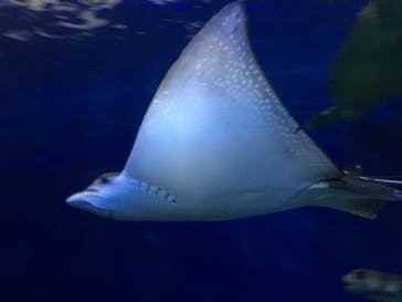 しながわ水族館に投稿された画像（2020/11/3）