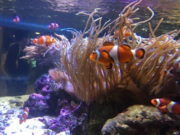 しながわ水族館に投稿された画像（2020/11/3）