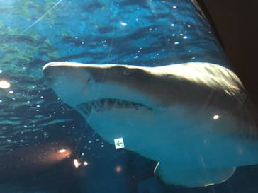 しながわ水族館に投稿された画像（2020/11/3）