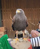 しろとり動物園に投稿された画像（2020/11/3）