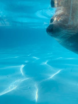 京急油壺マリンパークに投稿された画像（2020/11/3）