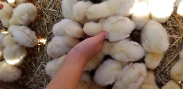 しろとり動物園に投稿された画像（2020/11/3）