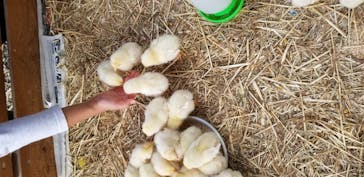 しろとり動物園に投稿された画像（2020/11/3）