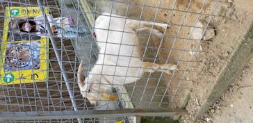 しろとり動物園に投稿された画像（2020/11/3）