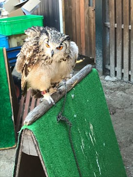 しろとり動物園に投稿された画像（2020/11/3）