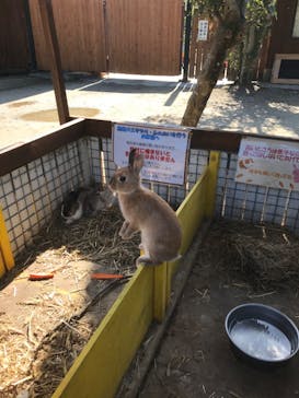 しろとり動物園に投稿された画像（2020/11/3）