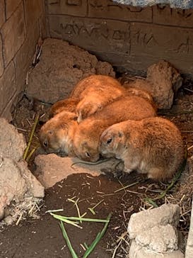 伊豆シャボテン動物公園に投稿された画像（2020/11/3）