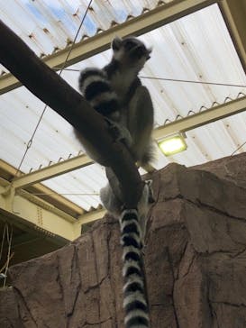 那須どうぶつ王国に投稿された画像（2020/11/3）