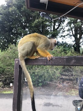 伊豆シャボテン動物公園に投稿された画像（2020/11/3）