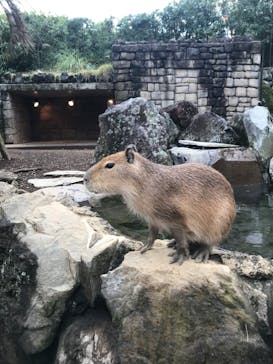 伊豆シャボテン動物公園に投稿された画像（2020/11/3）