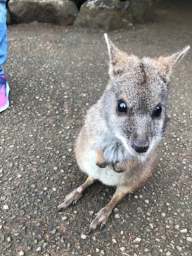 伊豆シャボテン動物公園に投稿された画像（2020/11/3）