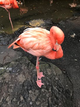 伊豆シャボテン動物公園に投稿された画像（2020/11/3）